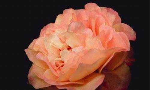 最全菠菜导航：菠菜网平台(知名菠菜网)